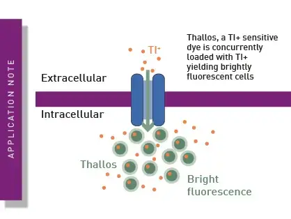 ヘレン Innova – Tagged 